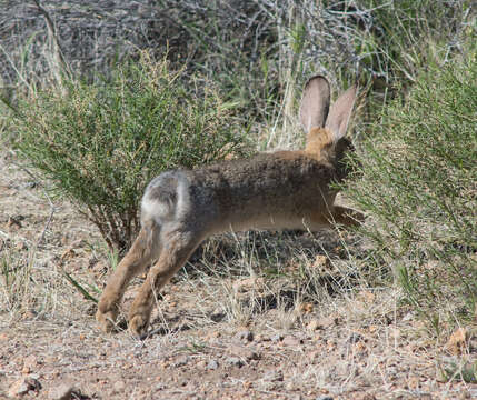 Imagem de Sylvilagus audubonii (Baird 1858)