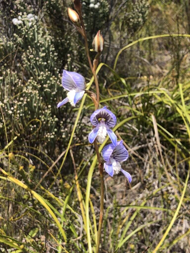 Image de Disa venusta Bolus