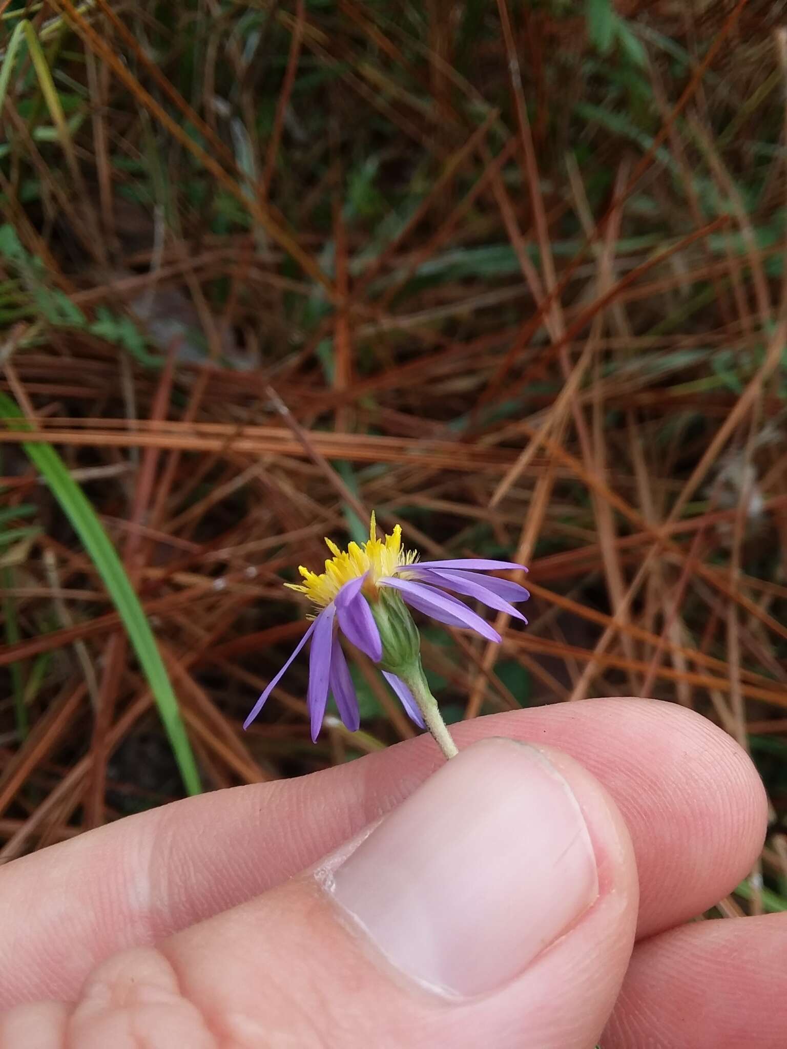 Image of Ionactis repens G. L. Nesom