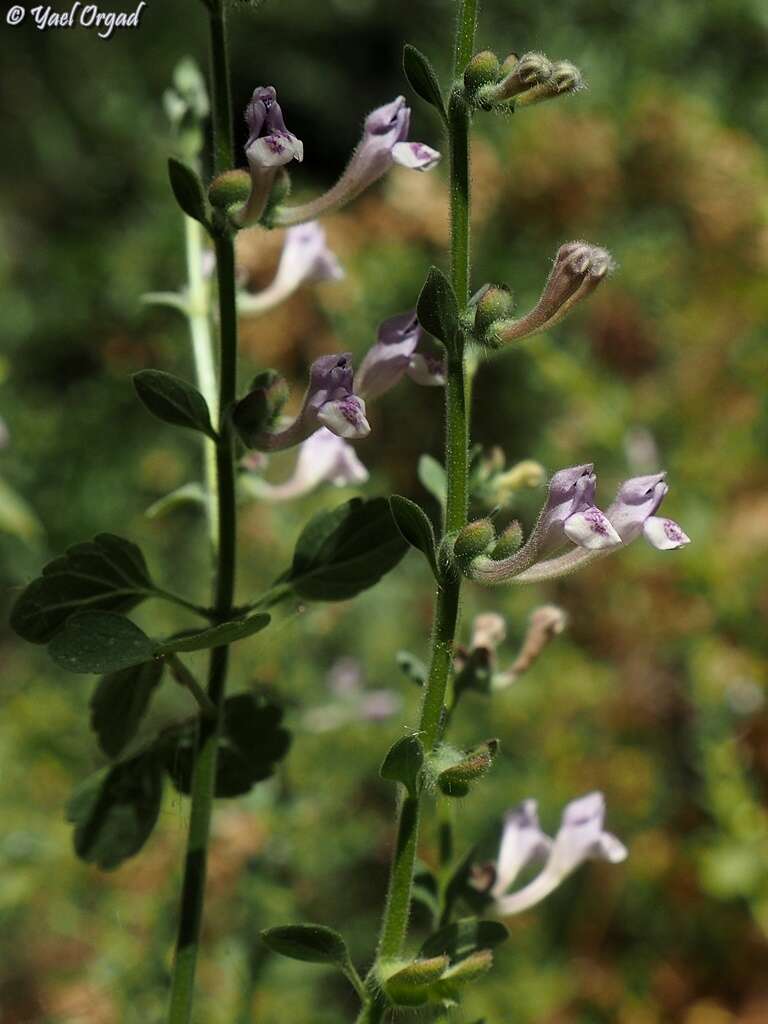 Image de Scutellaria brevibracteata Stapf