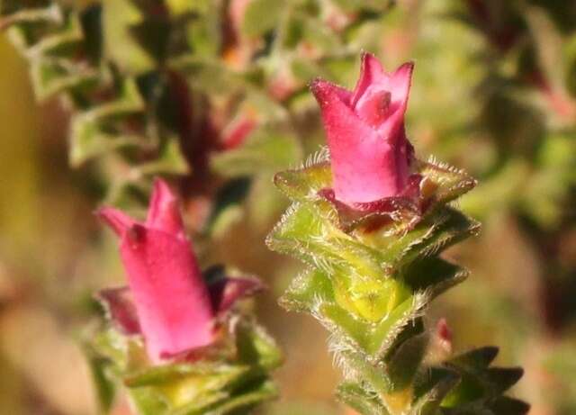 Image of Acmadenia tetragona (L. fil.) Bartl. & Wendl. fil.