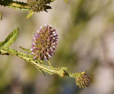 Image of Pterocaulon serrulatum (Montr.) Guillaumin