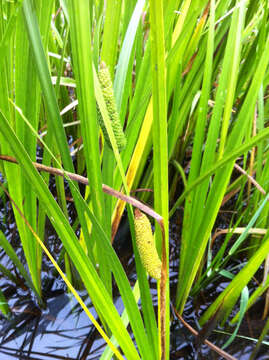 Imagem de Acorus calamus var. americanus Raf.