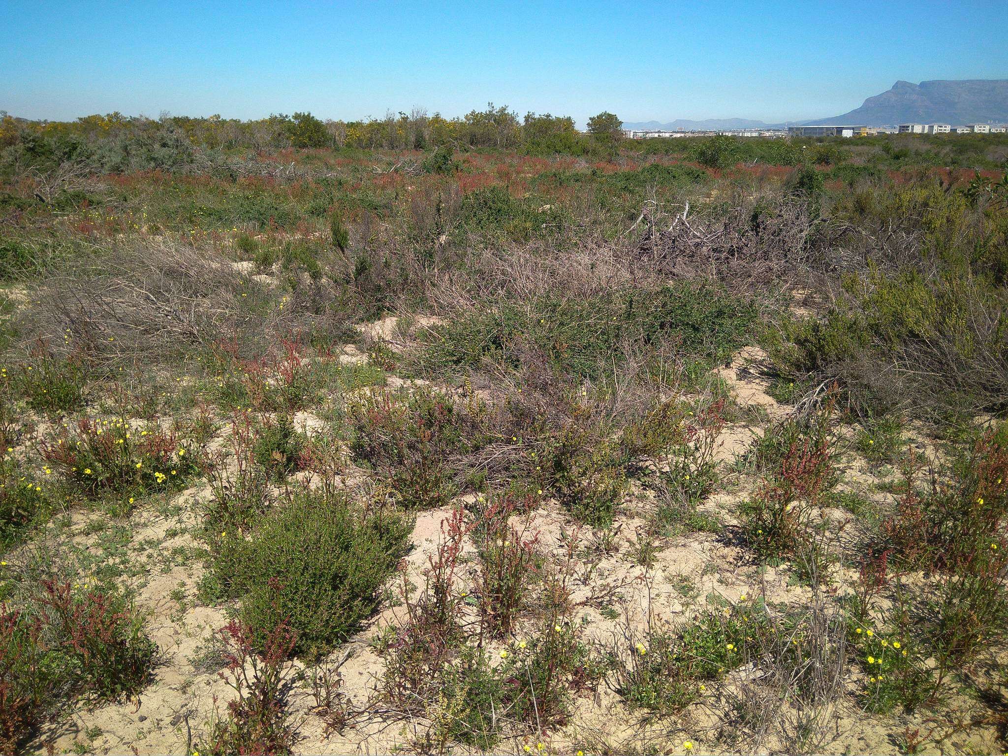 Image of Rumex lativalvis Meisn.