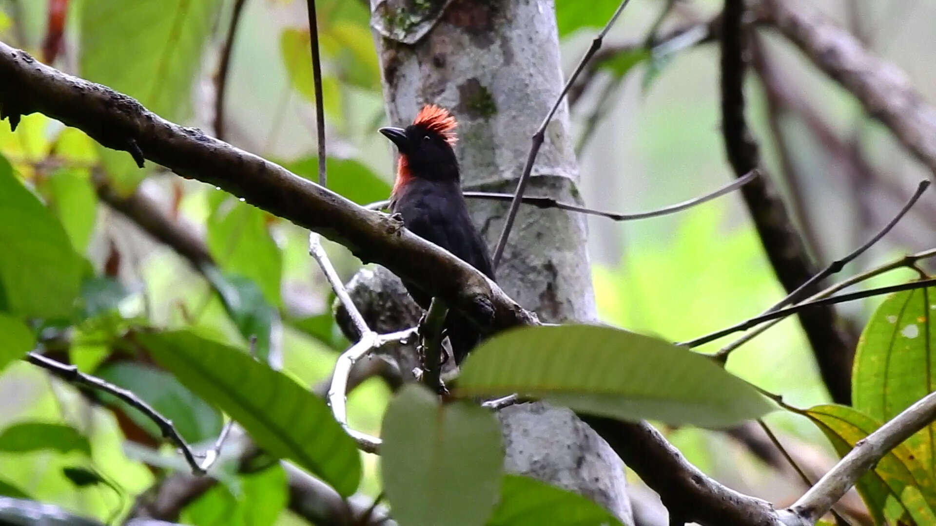 Image of Sooty Ant Tanager