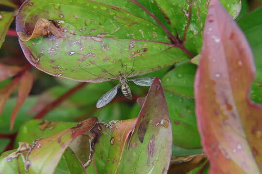 Image of Leptotarsus (Macromastix) vulpinus (Hutton 1881)