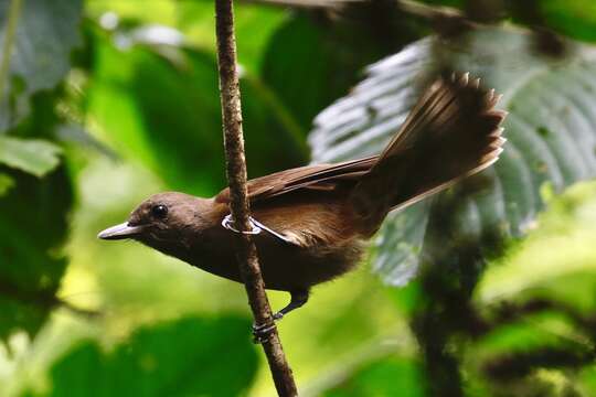 Image of Shrikebill