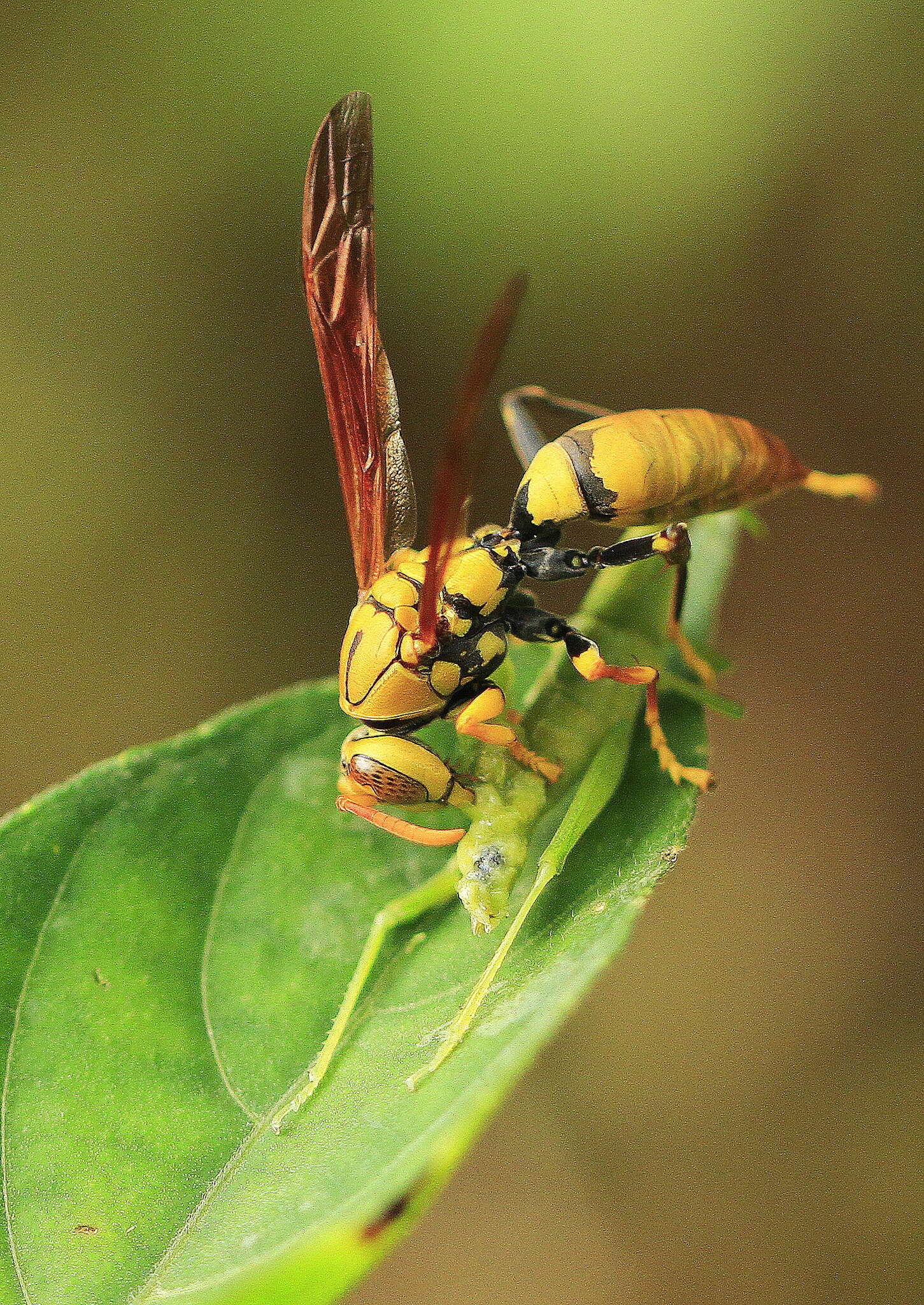 Image of Polistes diabolicus de Saussure 1853