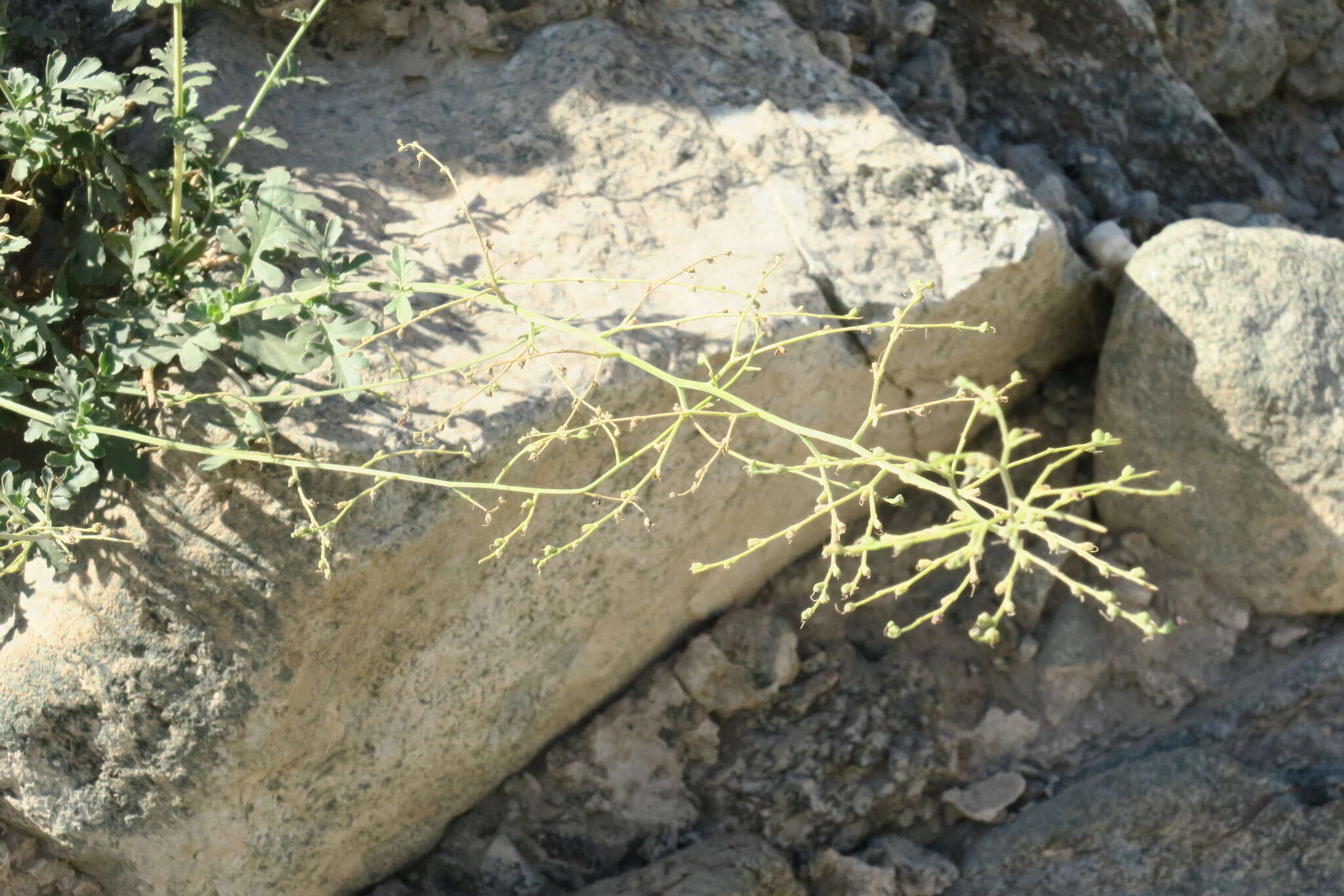 Image of Scrophularia deserti Del.