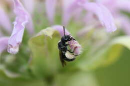 Image of Dufourea monardae (Viereck 1924)