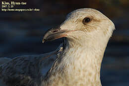 Image of Glaucous Gull