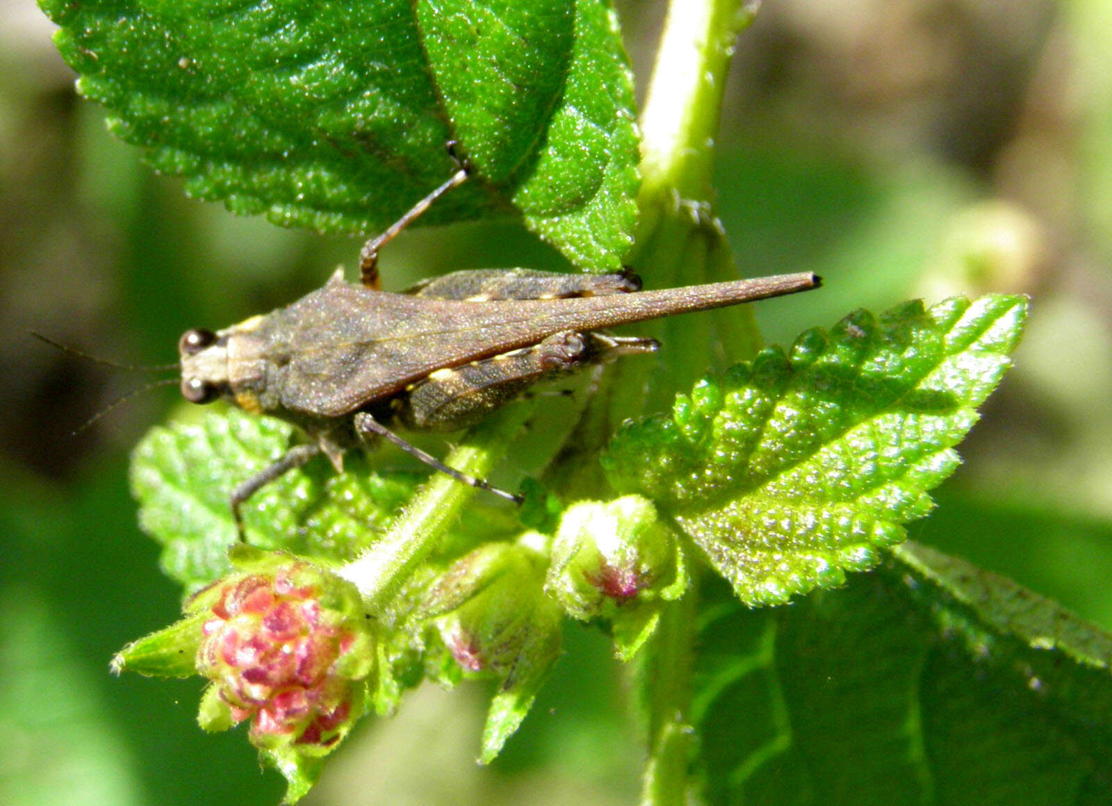 Eucriotettix oculatus lombokensis (Bolívar & I. 1909)的圖片