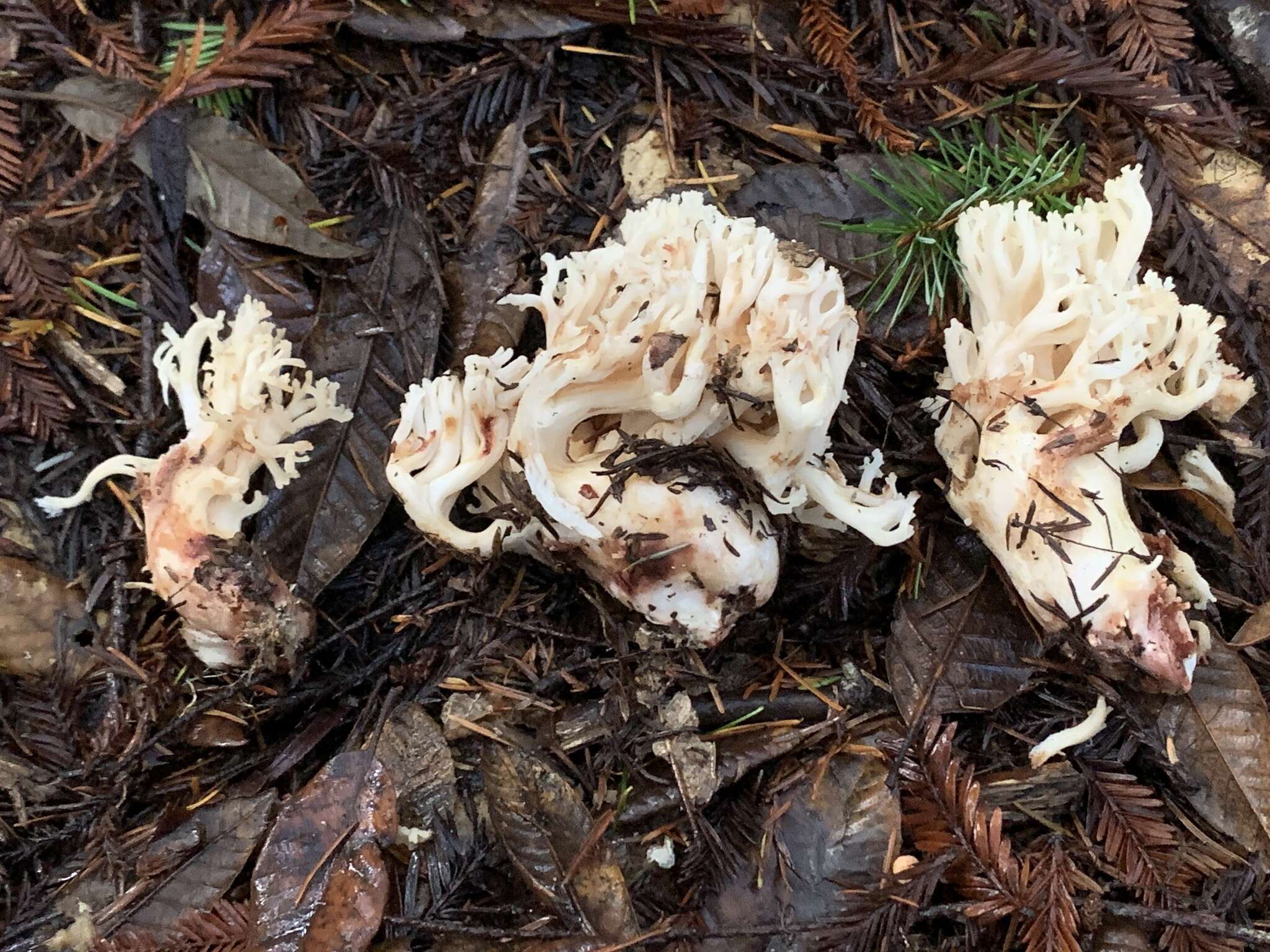 Image of Ramaria rubiginosa Marr & D. E. Stuntz 1974