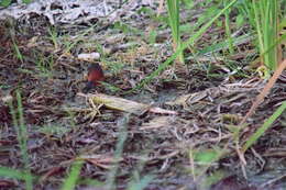 Image of Ruddy Crake