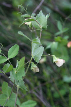 Image of tawny pea