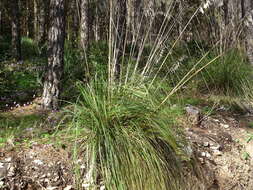 Image of Mauritanian grass