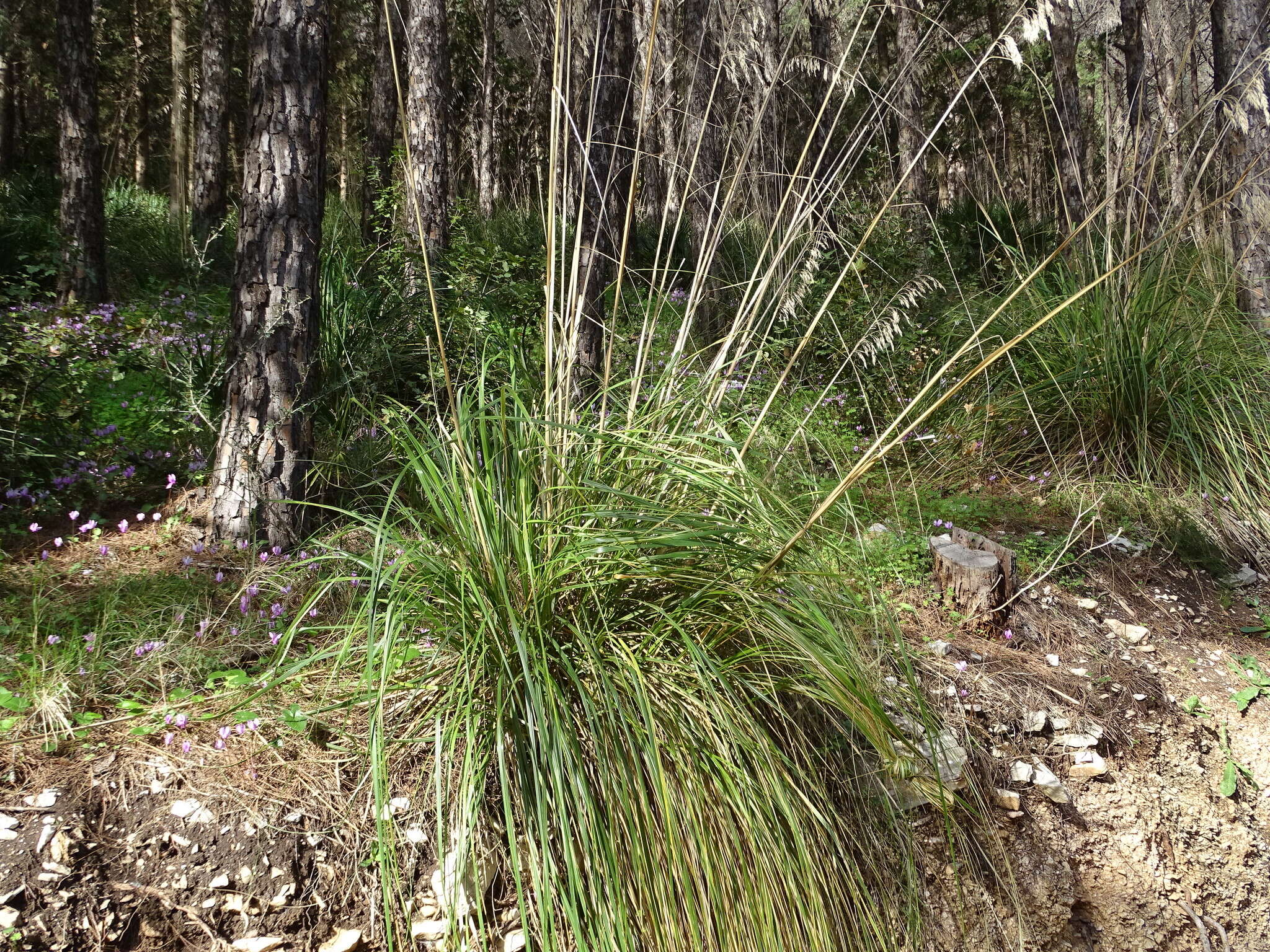 Image of Mauritanian grass