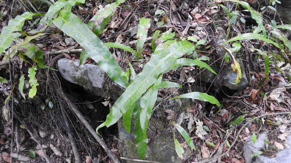 Image of Fortune's Ribbon Fern