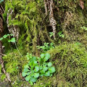 Sivun Saxifraga spathularis Brot. kuva