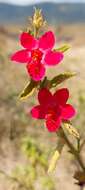 Imagem de Hibiscus aponeurus Sprague & Hutchinson