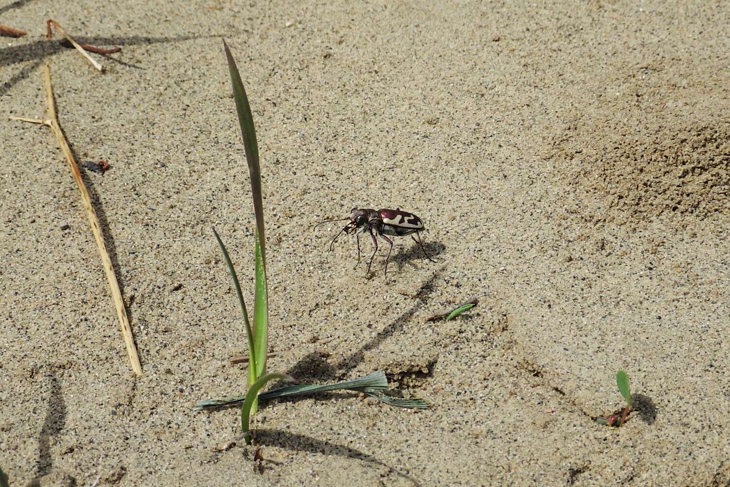 Image of Blowout tiger beetle