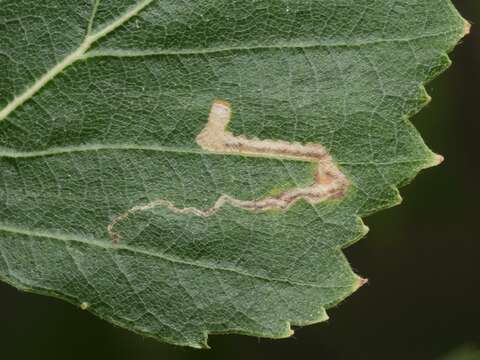 Image of Stigmella sakhalinella Puplesis 1984