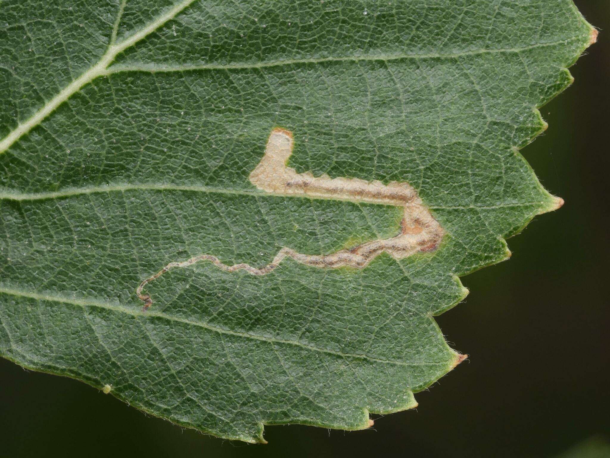 Sivun Stigmella sakhalinella Puplesis 1984 kuva