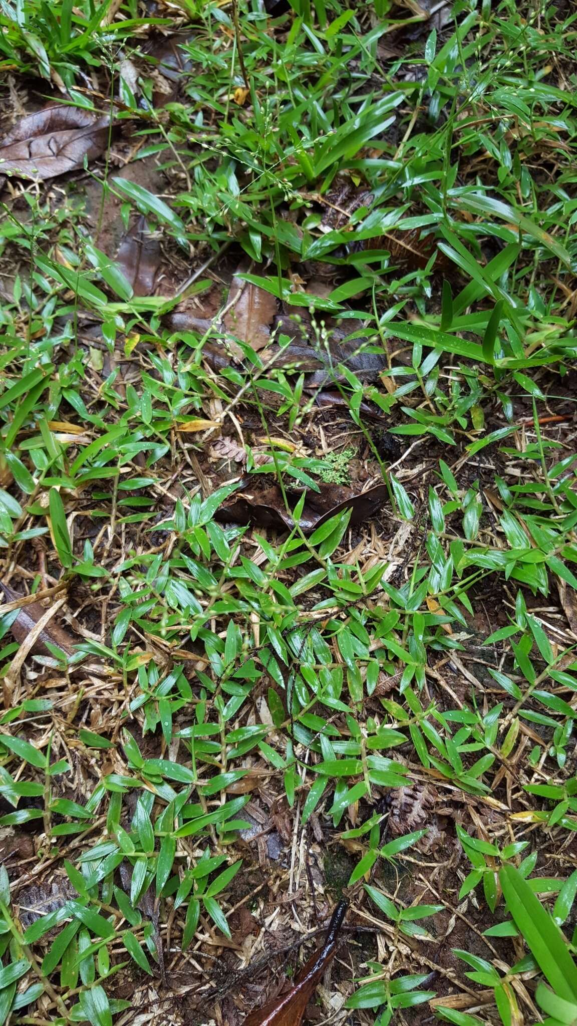 Plancia ëd Brachiaria umbellata (Trin.) Clayton