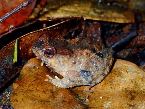 Image of Balu Oriental Frog