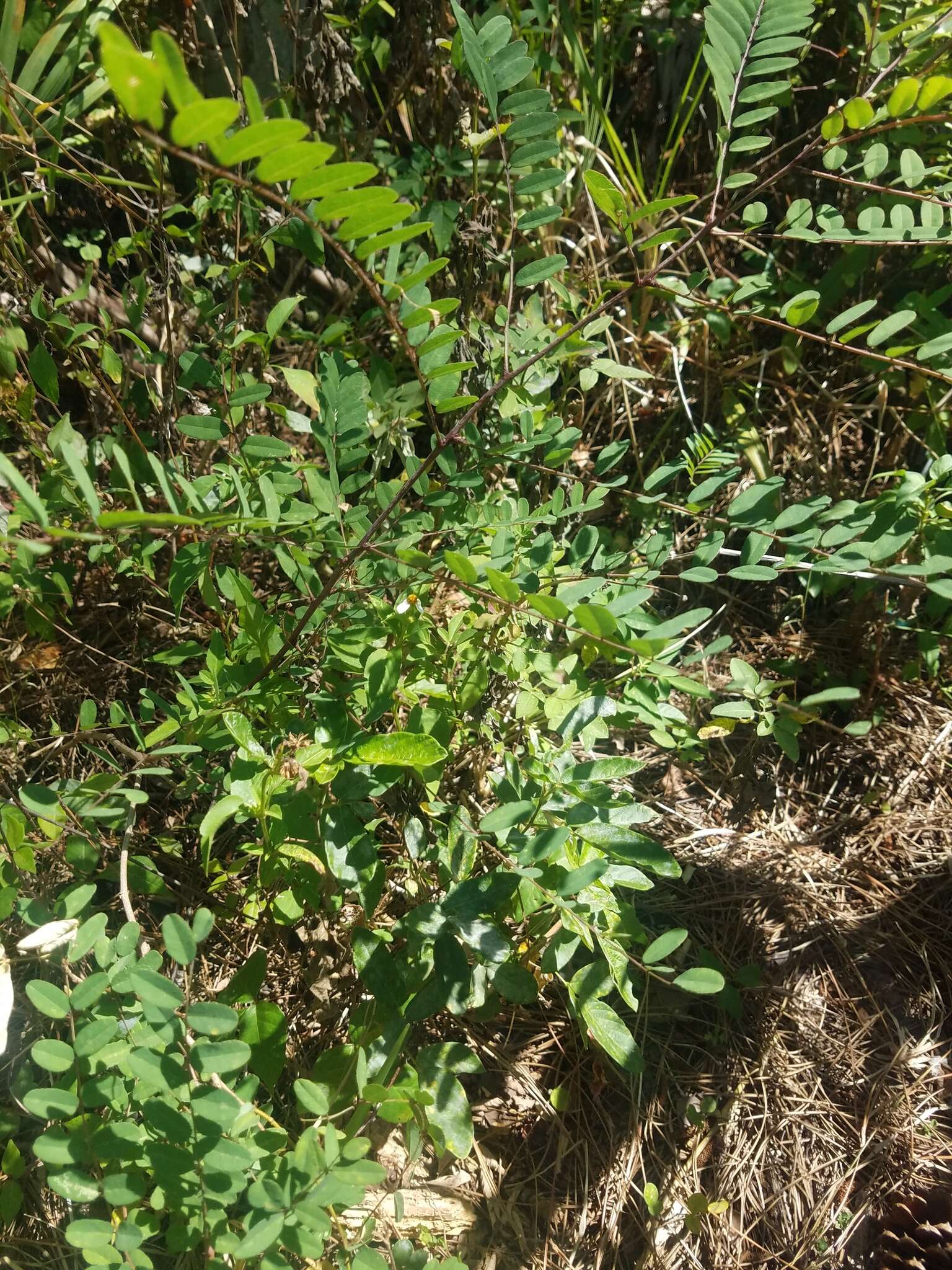 Image of clusterspike false indigo