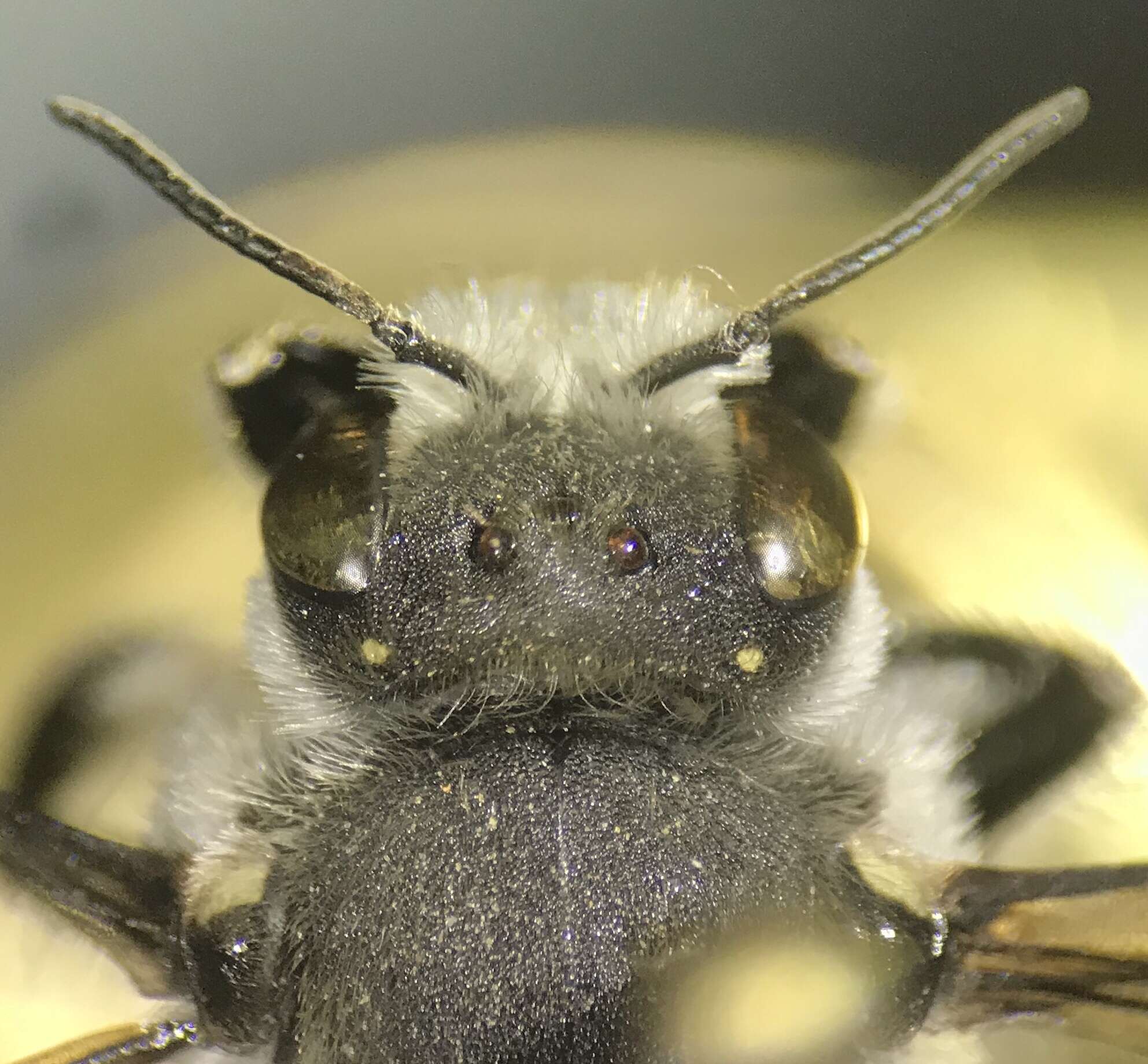 Image of Anthidium collectum Huard 1896