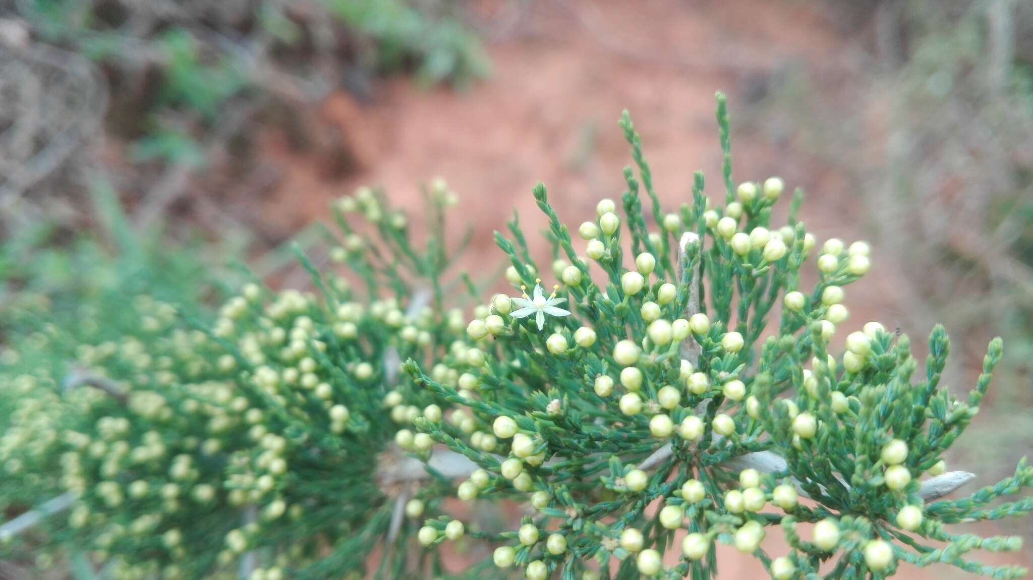 Image of Asparagus burchellii Baker