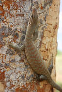 Image of Varanus tristis orientalis Fry 1913