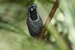 Слика од Stachyris nigricollis (Temminck 1836)