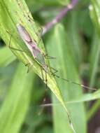 Imagem de Leptocorisa chinensis Dallas 1852