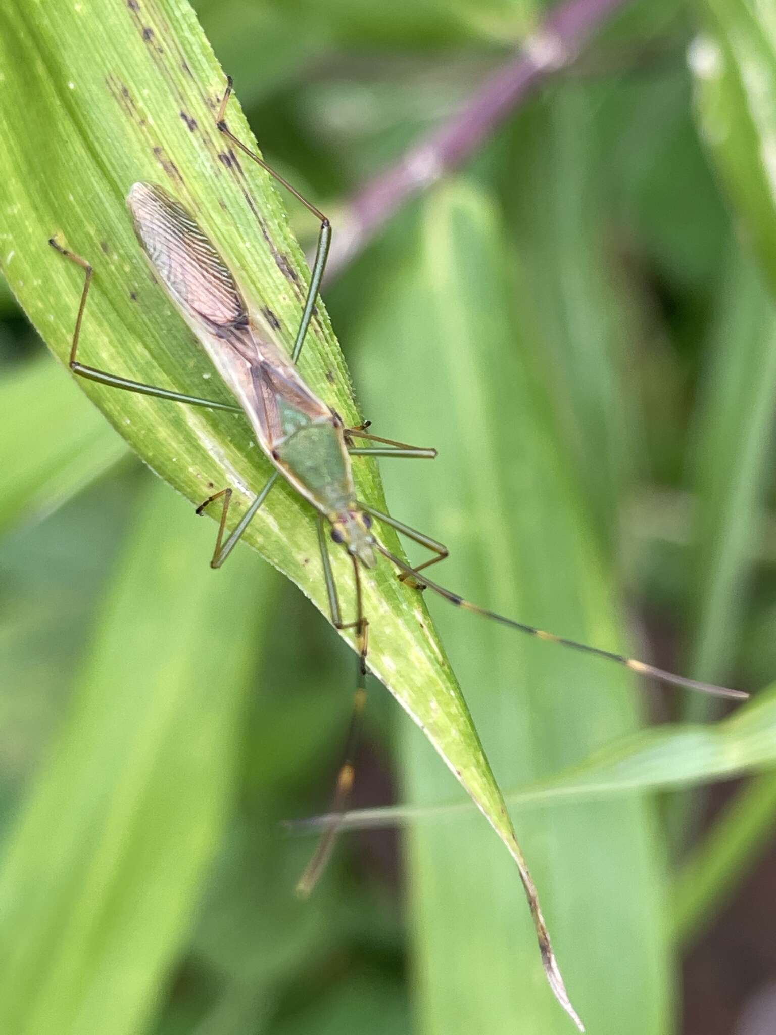 Imagem de Leptocorisa chinensis Dallas 1852