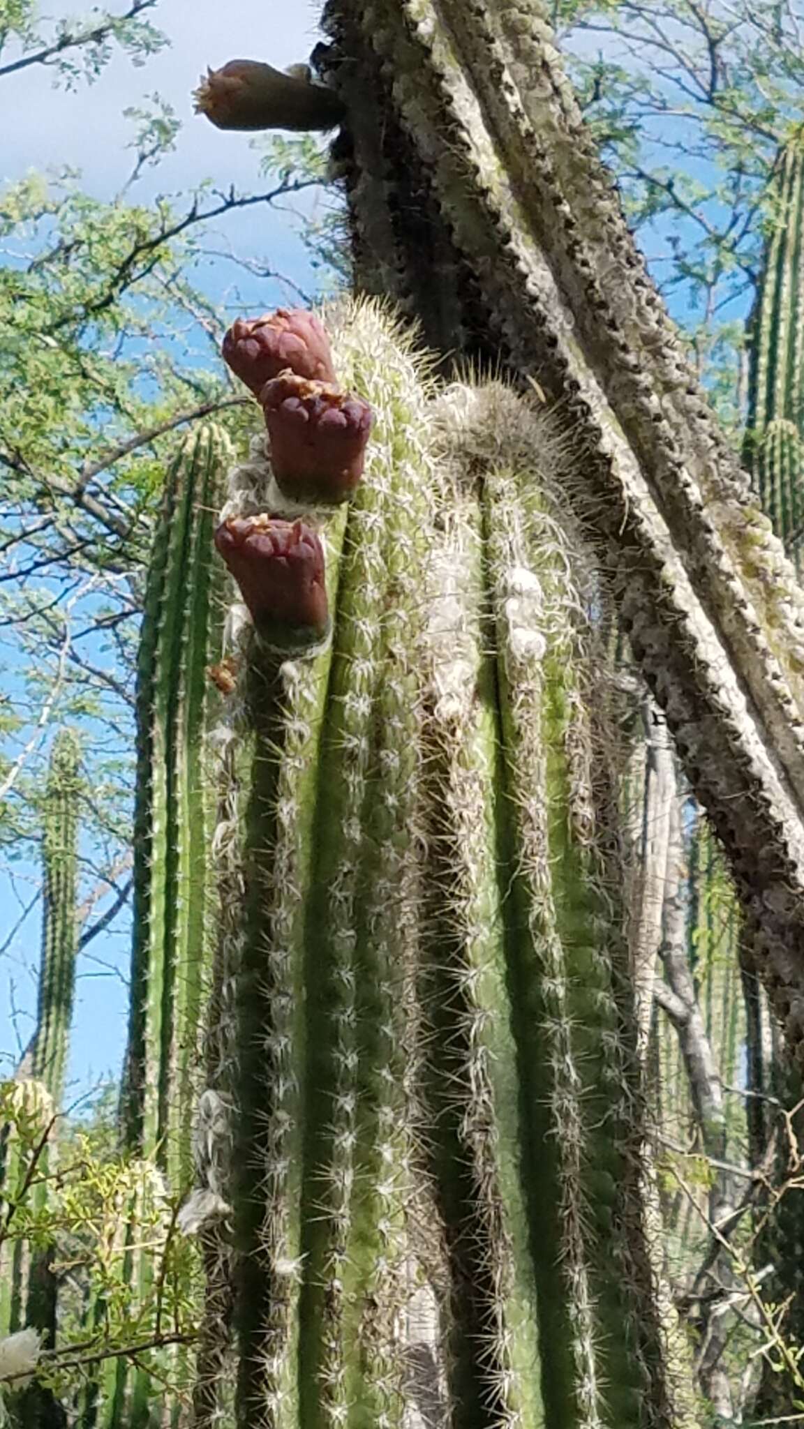 Plancia ëd Pilosocereus polygonus (Lam.) Byles & G. D. Rowley