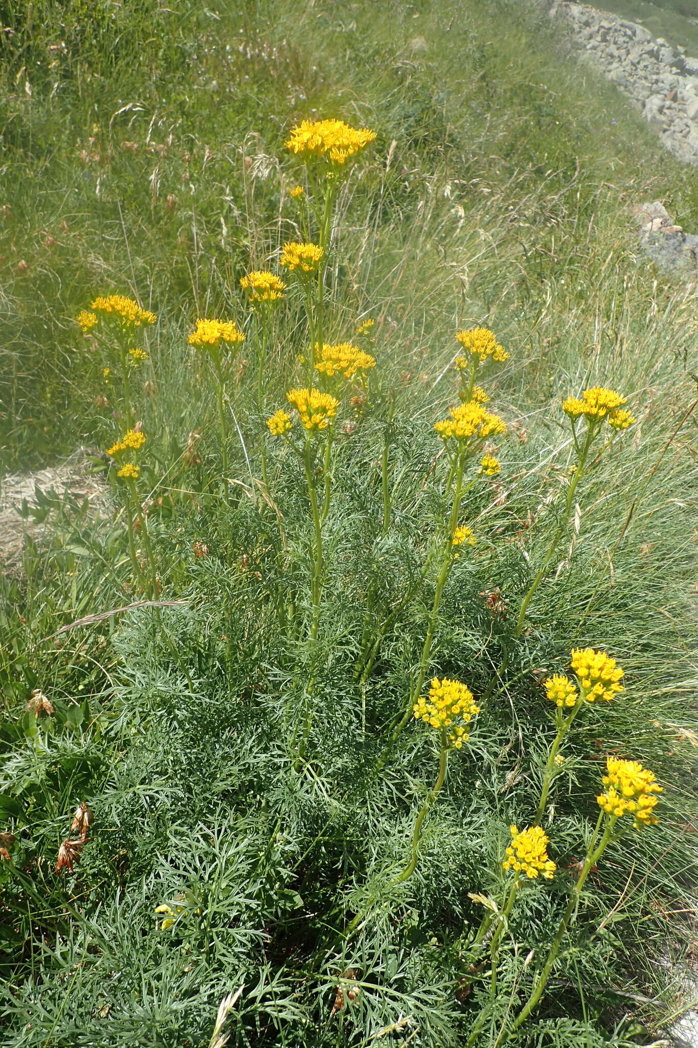 Image of Jacobaea adonidifolia (Loisel.) Pelser & Veldkamp