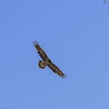 Image of Gypaetus barbatus barbatus (Linnaeus 1758)