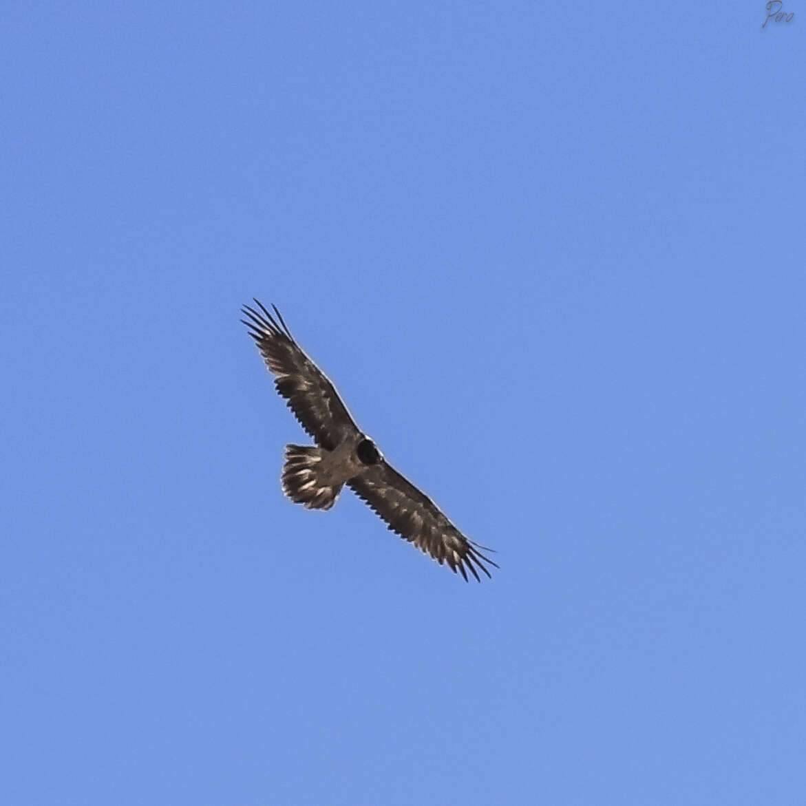 Image de Gypaetus barbatus barbatus (Linnaeus 1758)