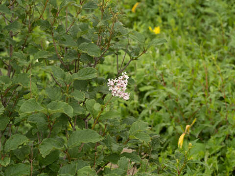 صورة Syringa villosa Vahl