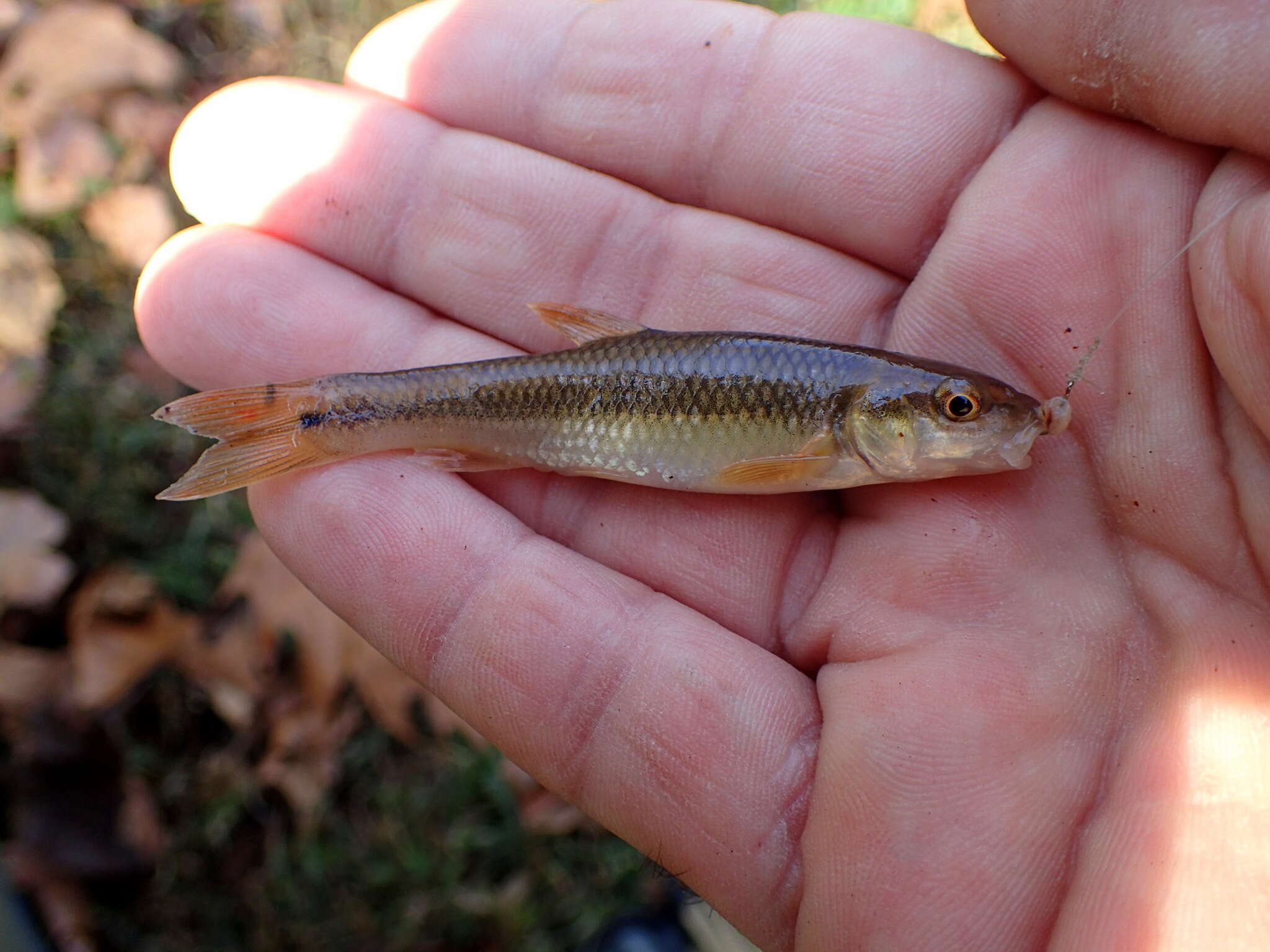 Image of Bluehead Chub