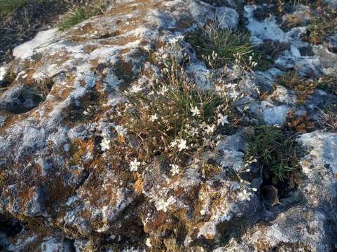 Image of Minuartia setacea (Thuill.) Hayek