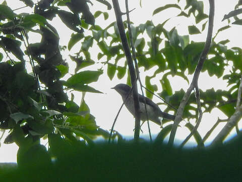 Image of African Forest Flycatcher