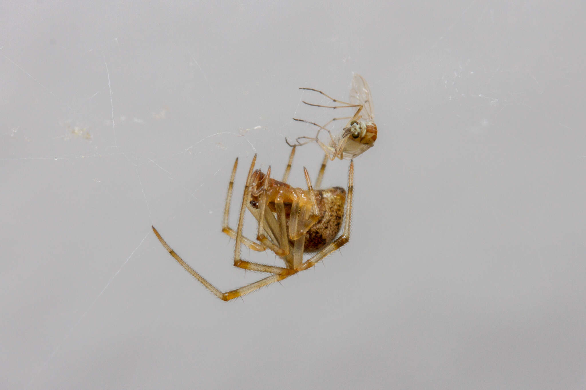 Image of Parasteatoda