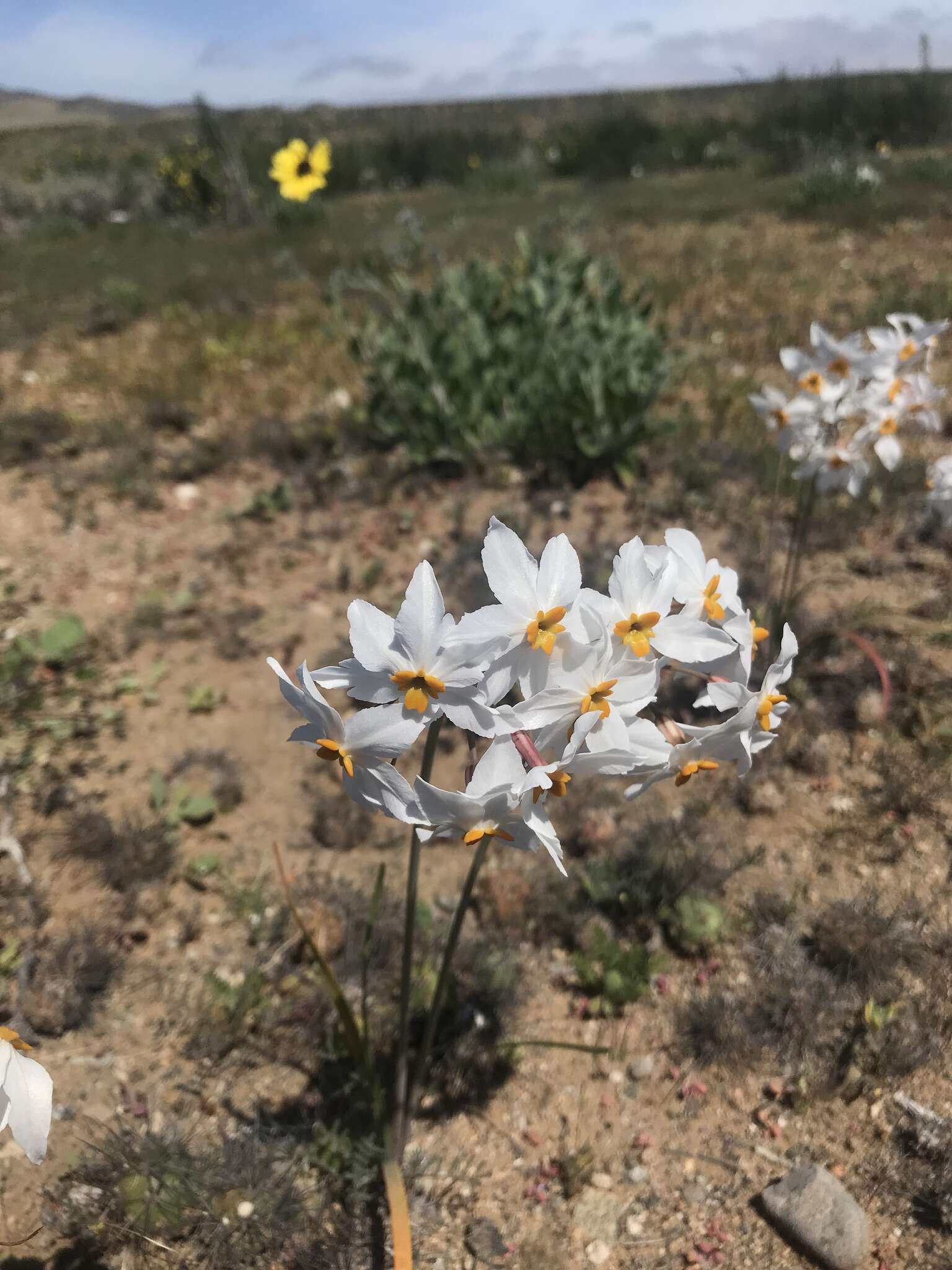 Imagem de Leucocoryne coronata Ravenna