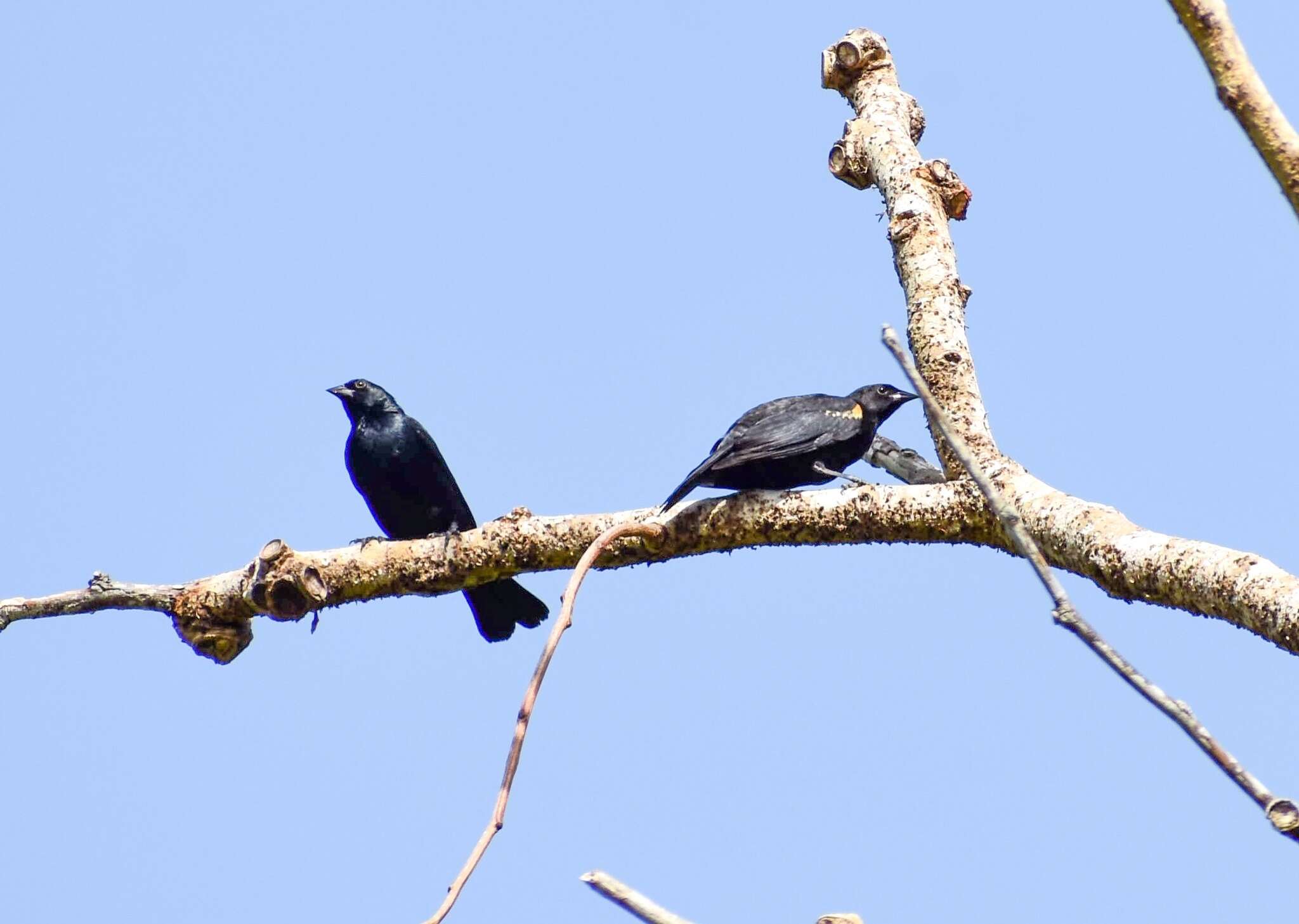 Image of Tawny-shouldered Blackbird