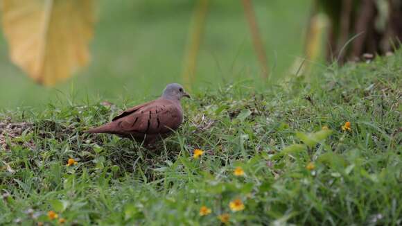 Image of Ruddy Ground Dove