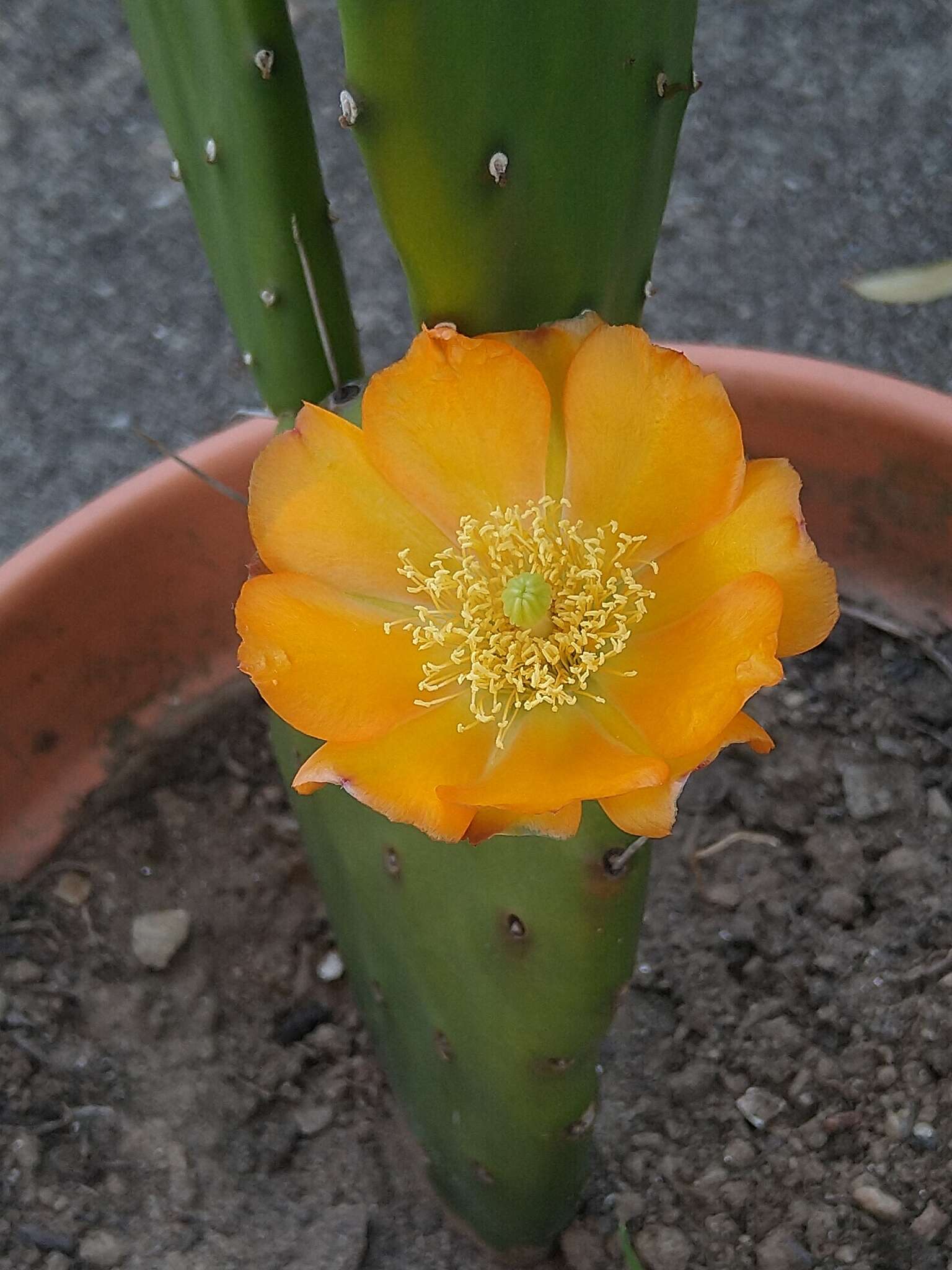 Image of <i>Opuntia bonaerensis</i>