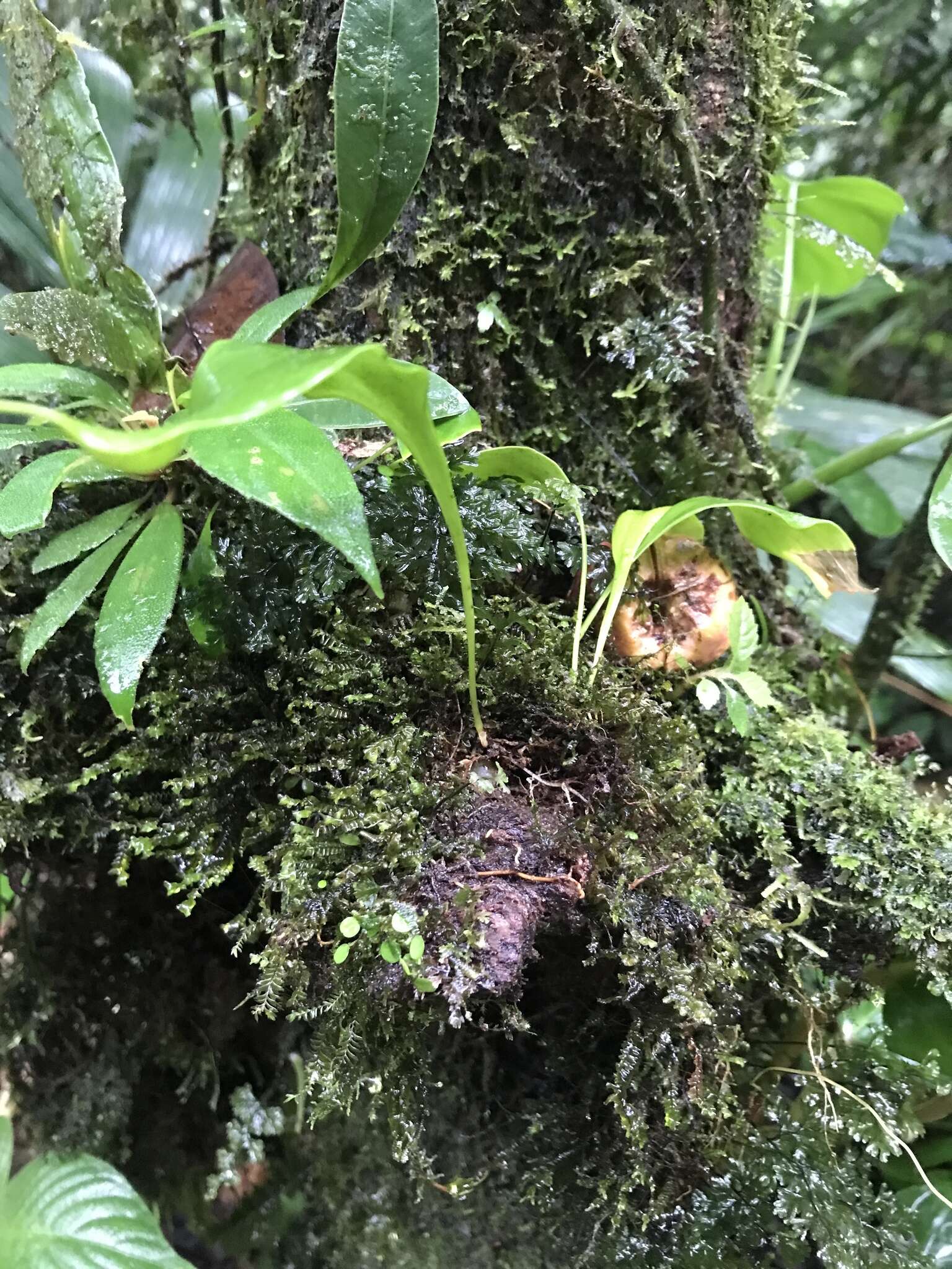 Utricularia praetermissa P. Taylor的圖片